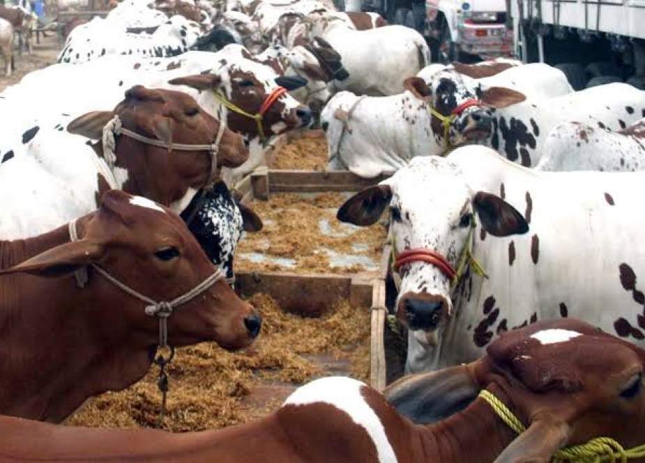 کراچی میں ایشیا کی سب سے بڑی مویشی منڈی میں 30 ہزار سے زائد جانوروں کی آمد