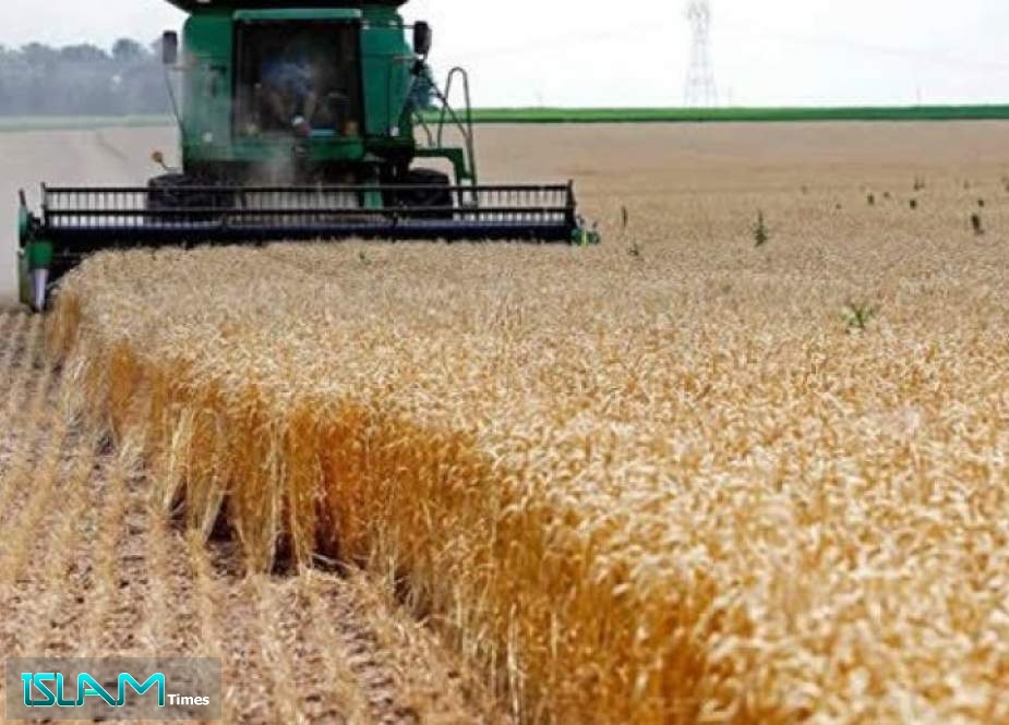 مسؤول يتوقع بلوغ انتاج البلاد من القمح 15 مليون طن وتحقيق الاكتفاء الذاتي