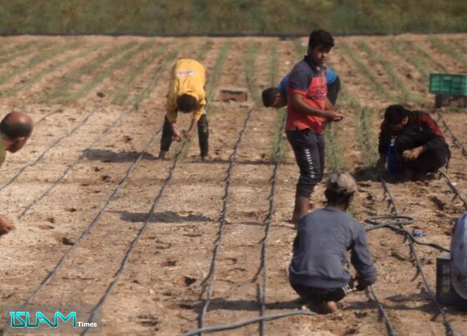 Euro-Med: Israel Ruin 75% of Gaza Farmlands, Uses Starvation as Weapon