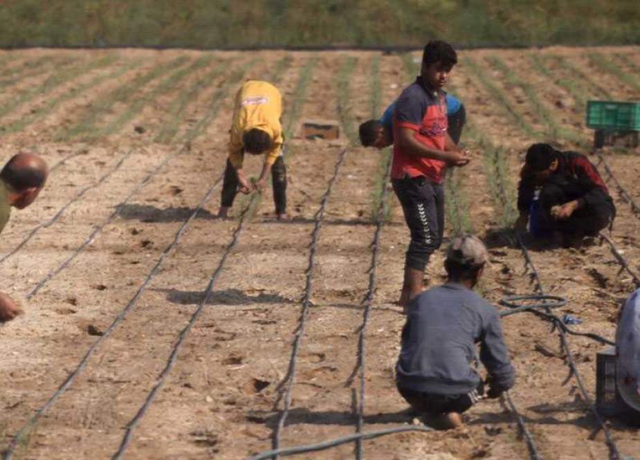 Israel destroyed 75% of Gaza’s farmlands